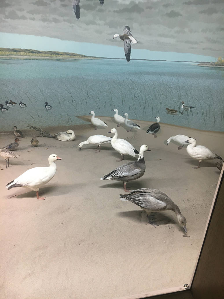 Milwaukee Public Museum - Tribute to Survival - Beach Diorama