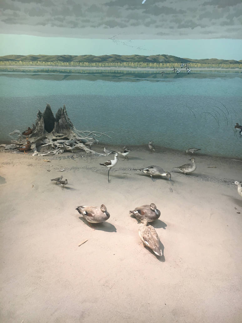 Milwaukee Public Museum - Tribute to Survival - Beach Diorama