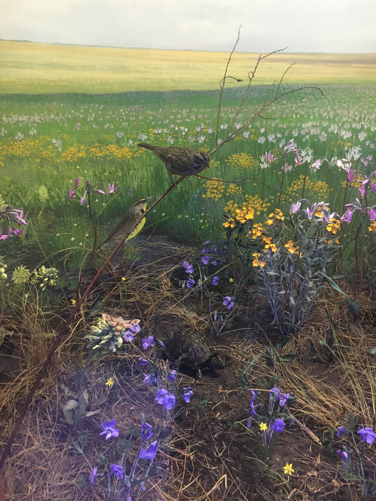 Milwaukee Public Museum - Tribute to Survival - Bird and Turtle Species ID?