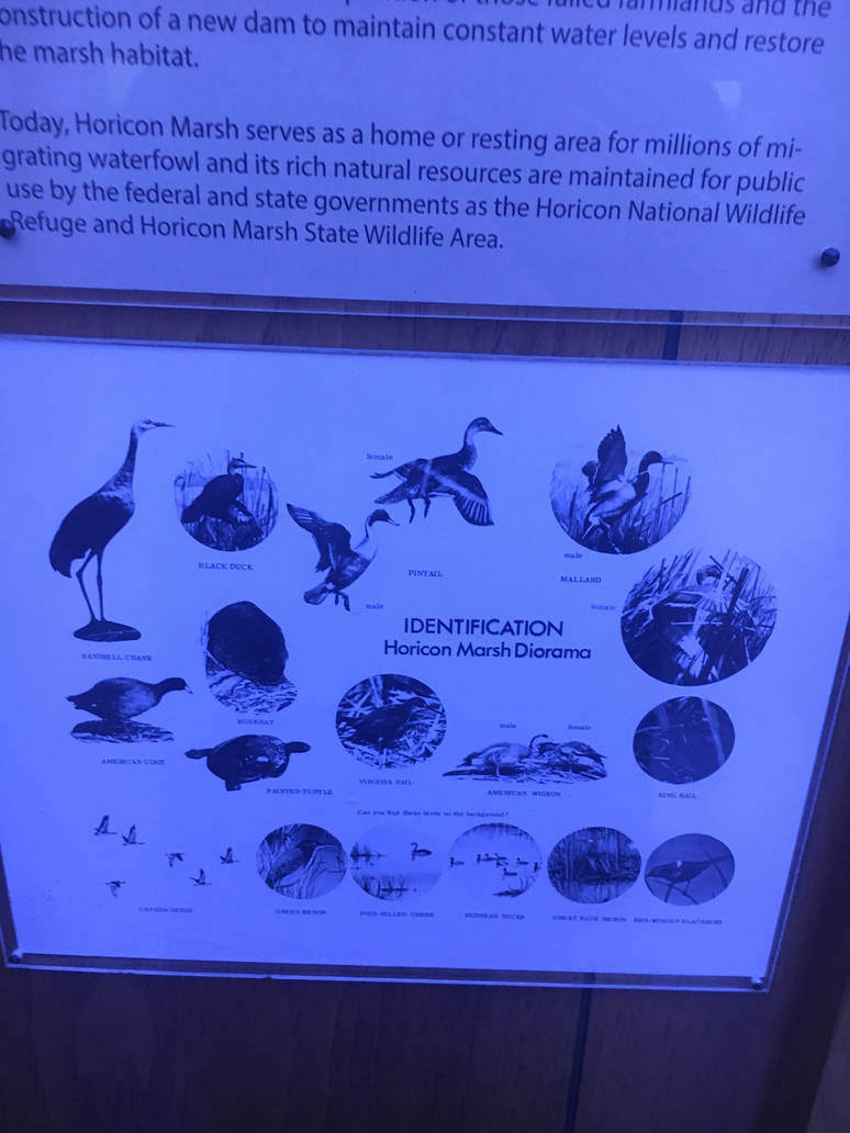 Milwaukee Public Museum - Tribute to Survival - Horicon Marsh Diorama Species ID Guide