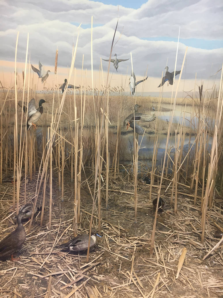 Milwaukee Public Museum - Tribute to Survival - Horicon Marsh Diorama