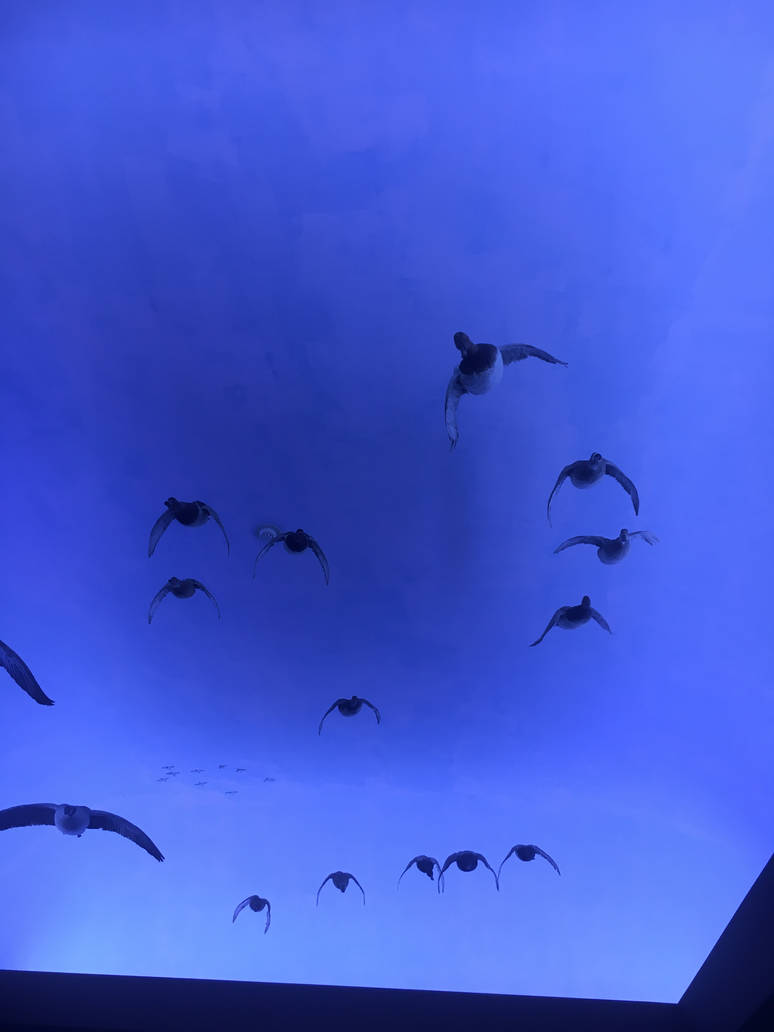 Milwaukee Public Museum - Tribute to Survival - Migrating Ducks