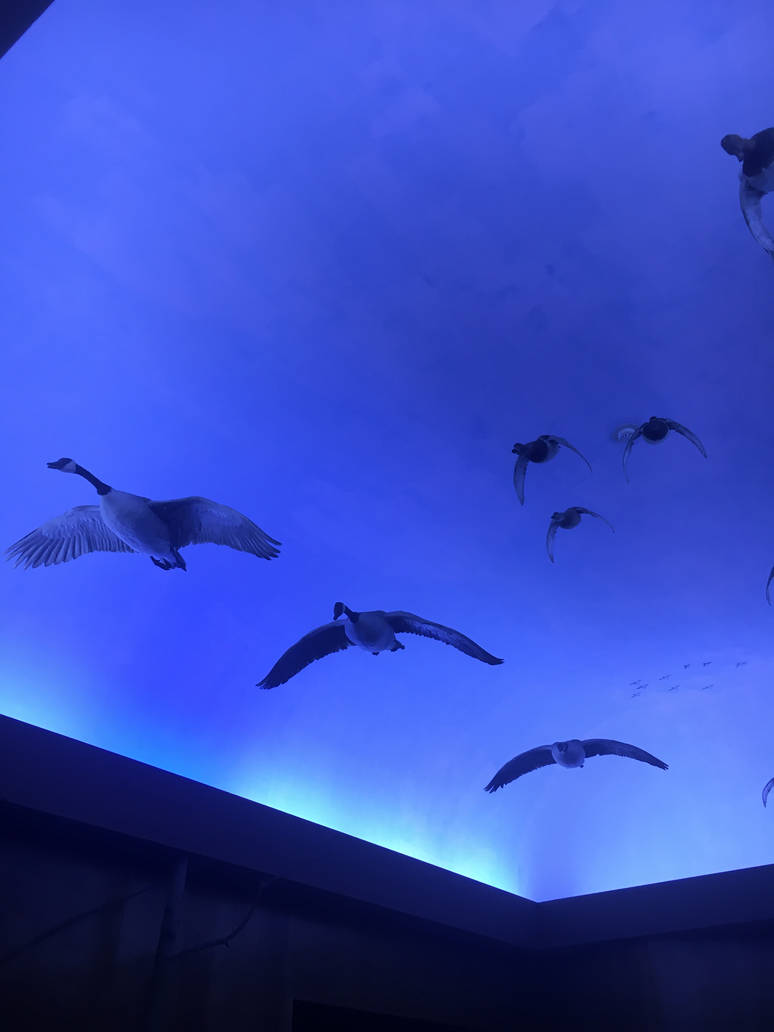 Milwaukee Public Museum - Tribute to Survival - Migrating Geese