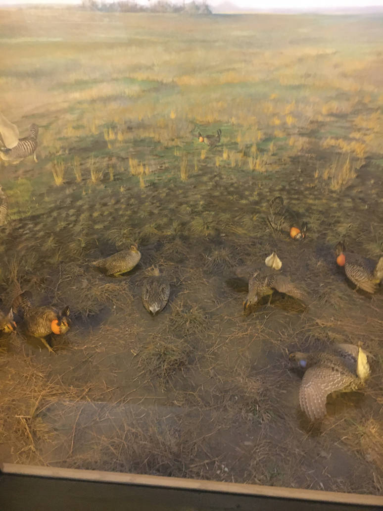 Milwaukee Public Museum - Tribute to Survival - Prairie Chicken Diorama
