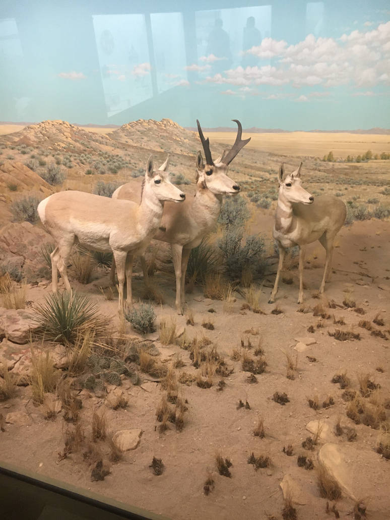Milwaukee Public Museum - Tribute to Survival - Pronghorn Diorama