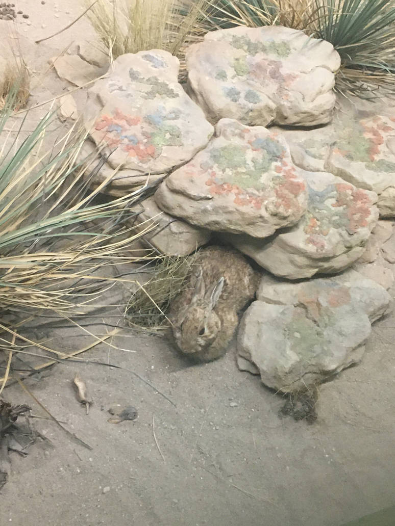 Milwaukee Public Museum - Tribute to Survival - Rabbit in Pronghorn Diorama
