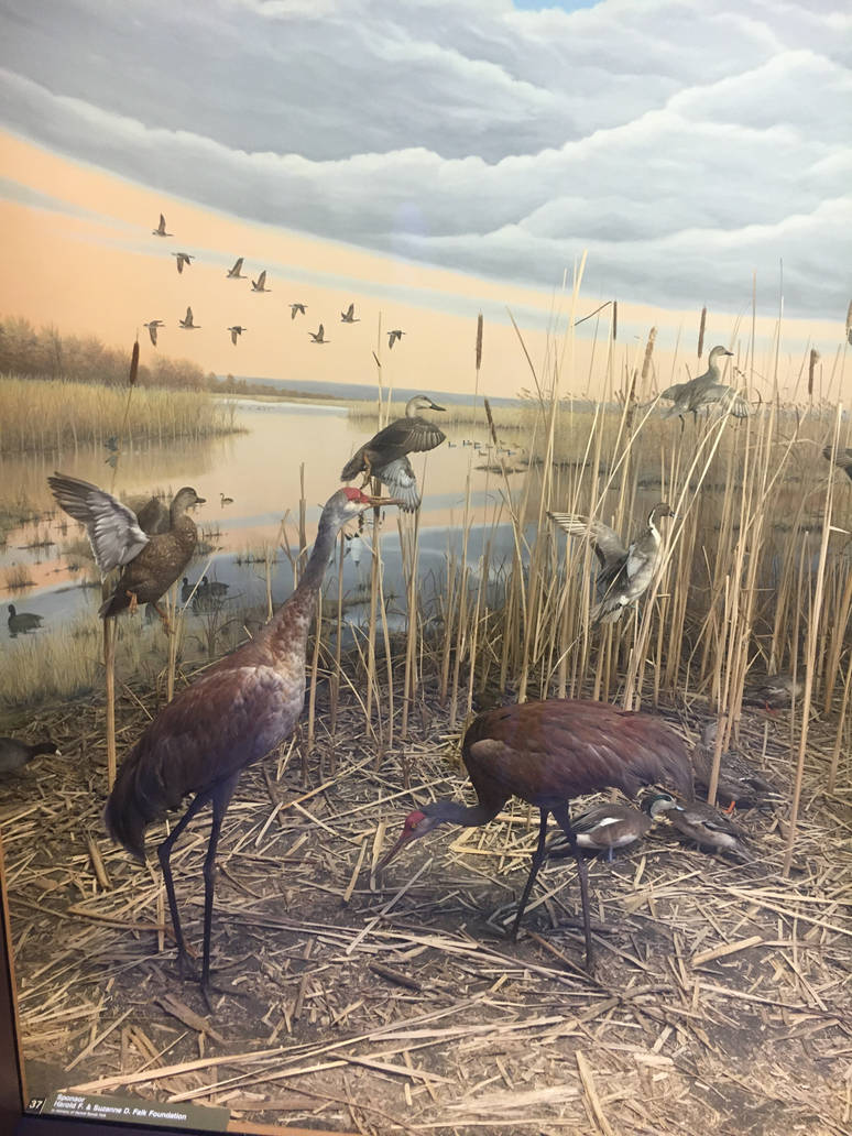 Milwaukee Public Museum - Tribute to Survival - Sandhill Cranes in Horicon Marsh Diorama