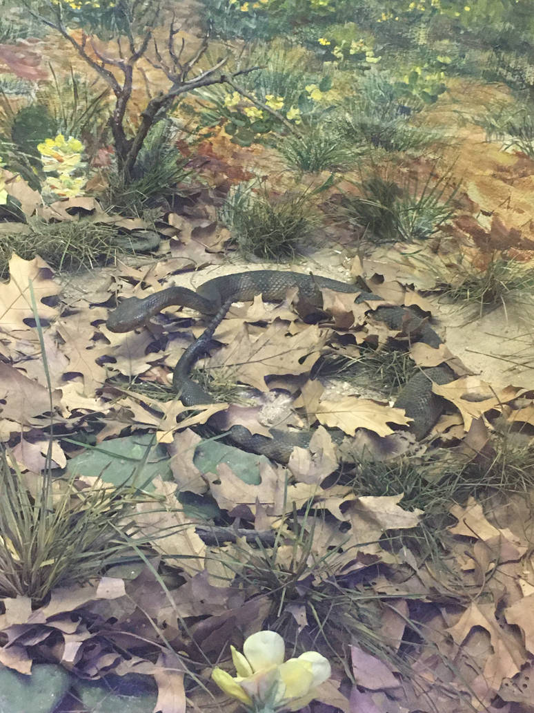 Milwaukee Public Museum - Tribute to Survival - Snake Species ID?