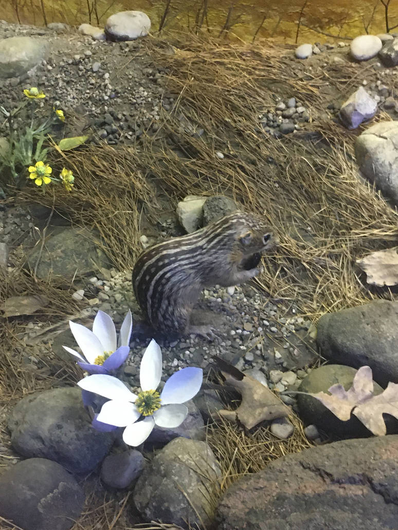 Milwaukee Public Museum - Tribute to Survival - Striped Ground Squirrel