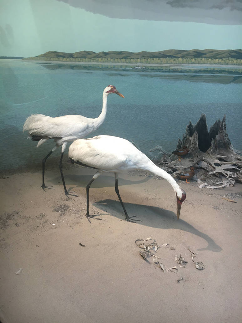 Milwaukee Public Museum - Tribute to Survival - Whooping Cranes in Beach Diorama