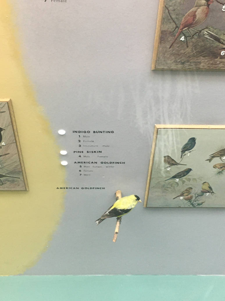 Milwaukee Public Museum - Wisconsin Woodlands - American Goldfinch