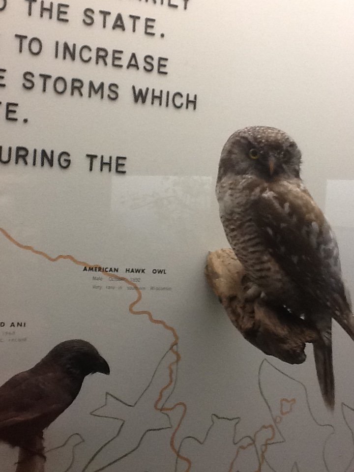 Milwaukee Public Museum - Wisconsin Woodlands - American Hawk Owl