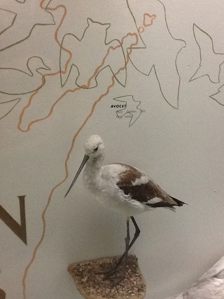 Milwaukee Public Museum - Wisconsin Woodlands - Avocet