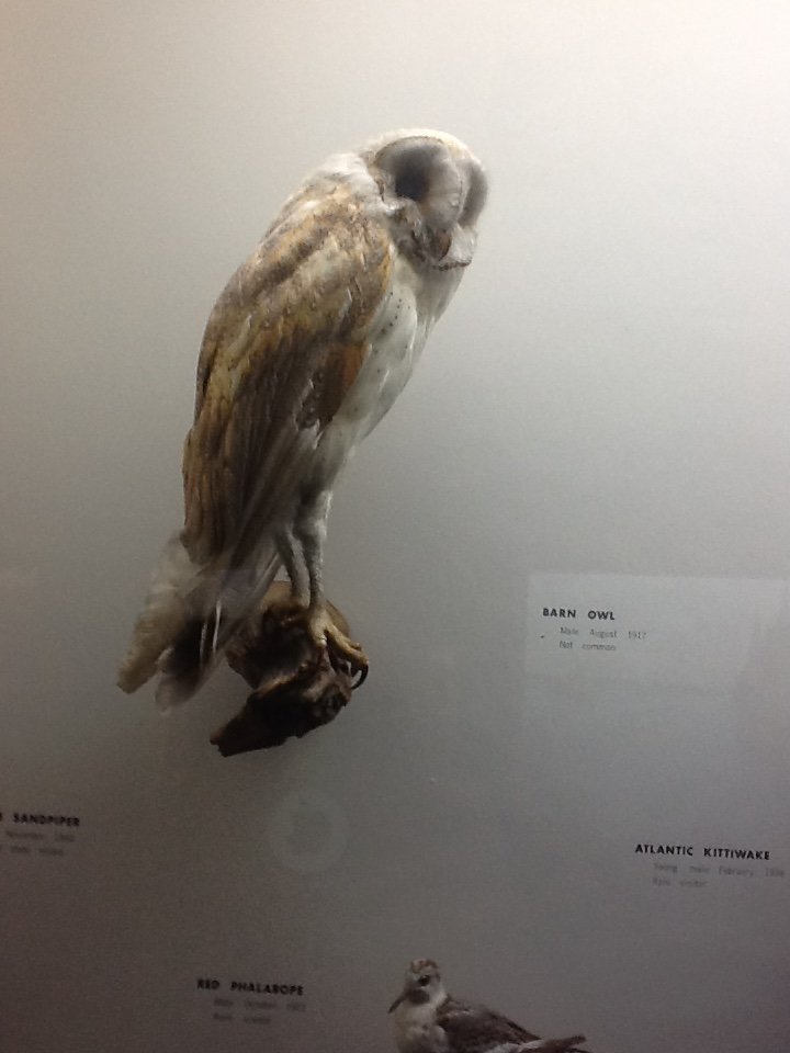 Milwaukee Public Museum - Wisconsin Woodlands - Barn Owl