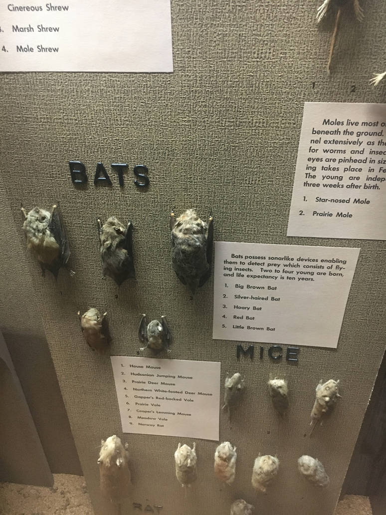 Milwaukee Public Museum - Wisconsin Woodlands - Bats