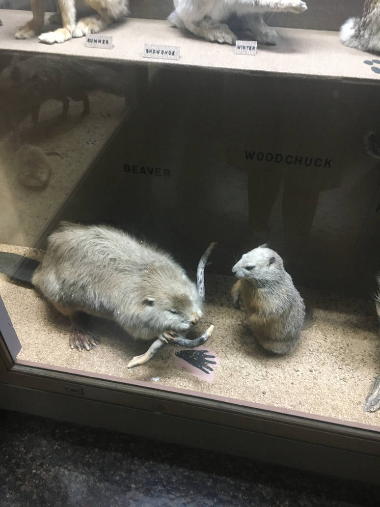 Milwaukee Public Museum - Wisconsin Woodlands - Beaver and Woodchuck