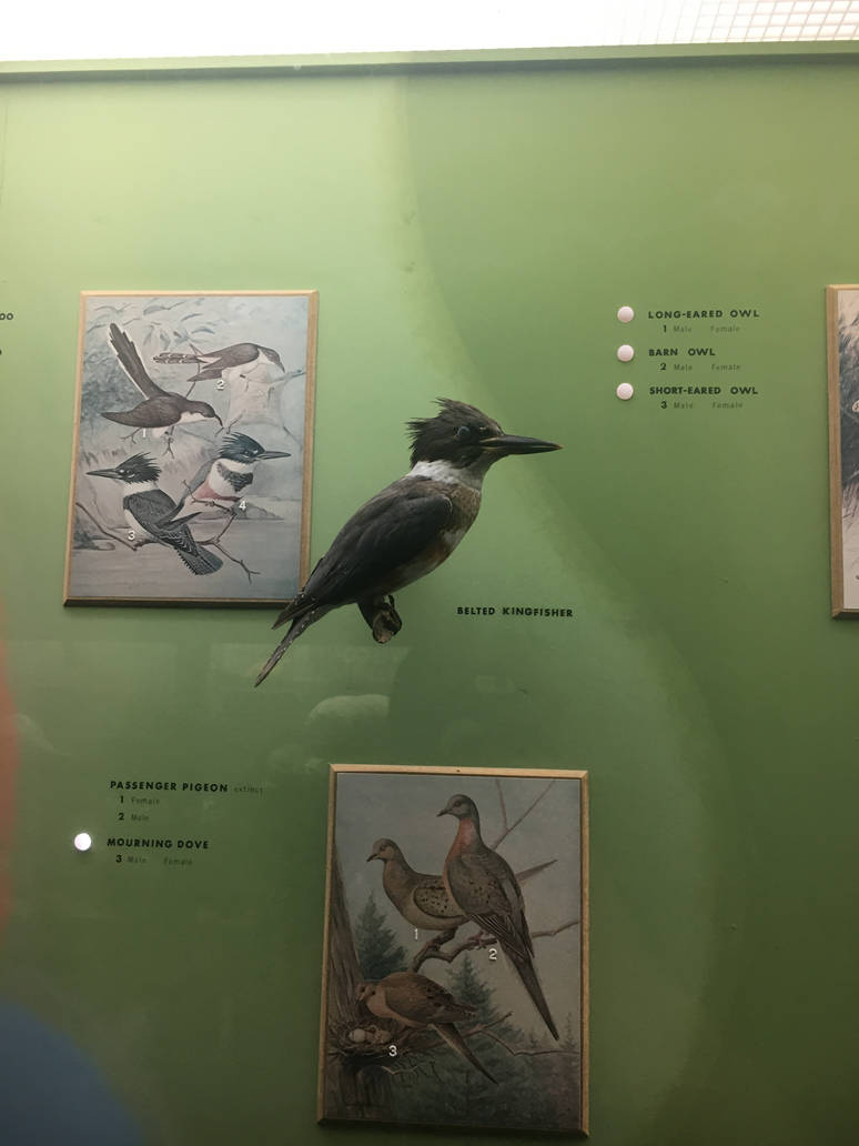 Milwaukee Public Museum - Wisconsin Woodlands - Belted Kingfisher