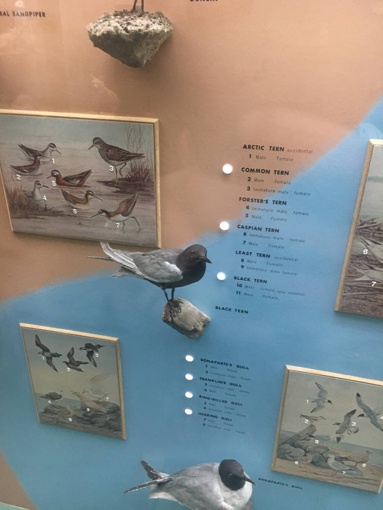 Milwaukee Public Museum - Wisconsin Woodlands - Black Tern