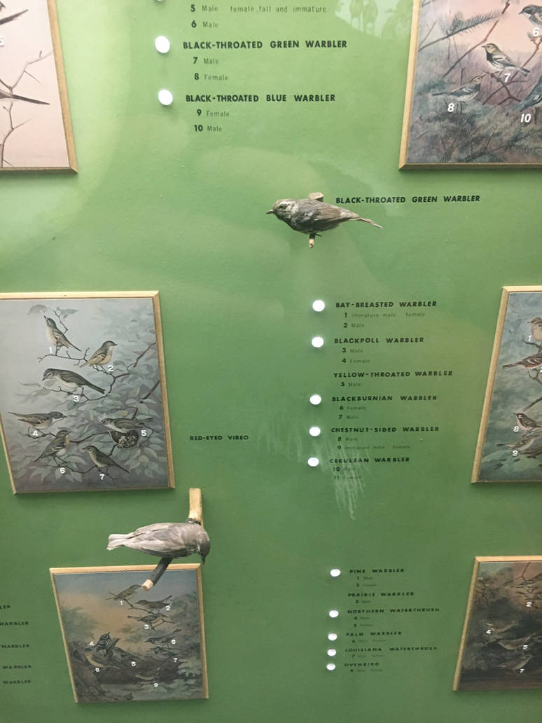 Milwaukee Public Museum - Wisconsin Woodlands - Black-Throated Green Warbler and Red-Eyed Vireo