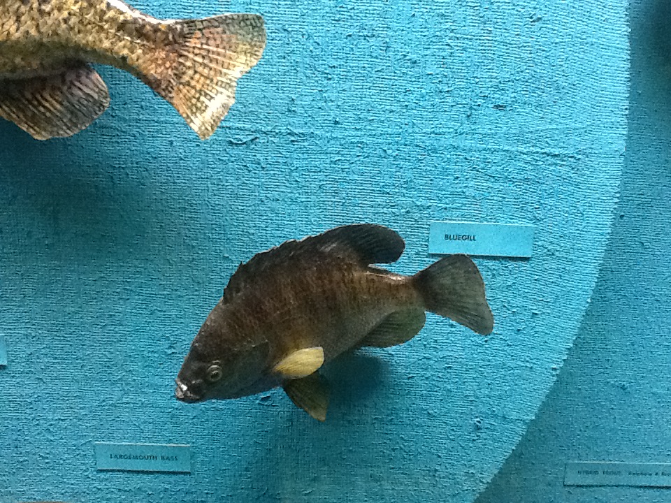 Milwaukee Public Museum - Wisconsin Woodlands - Bluegill