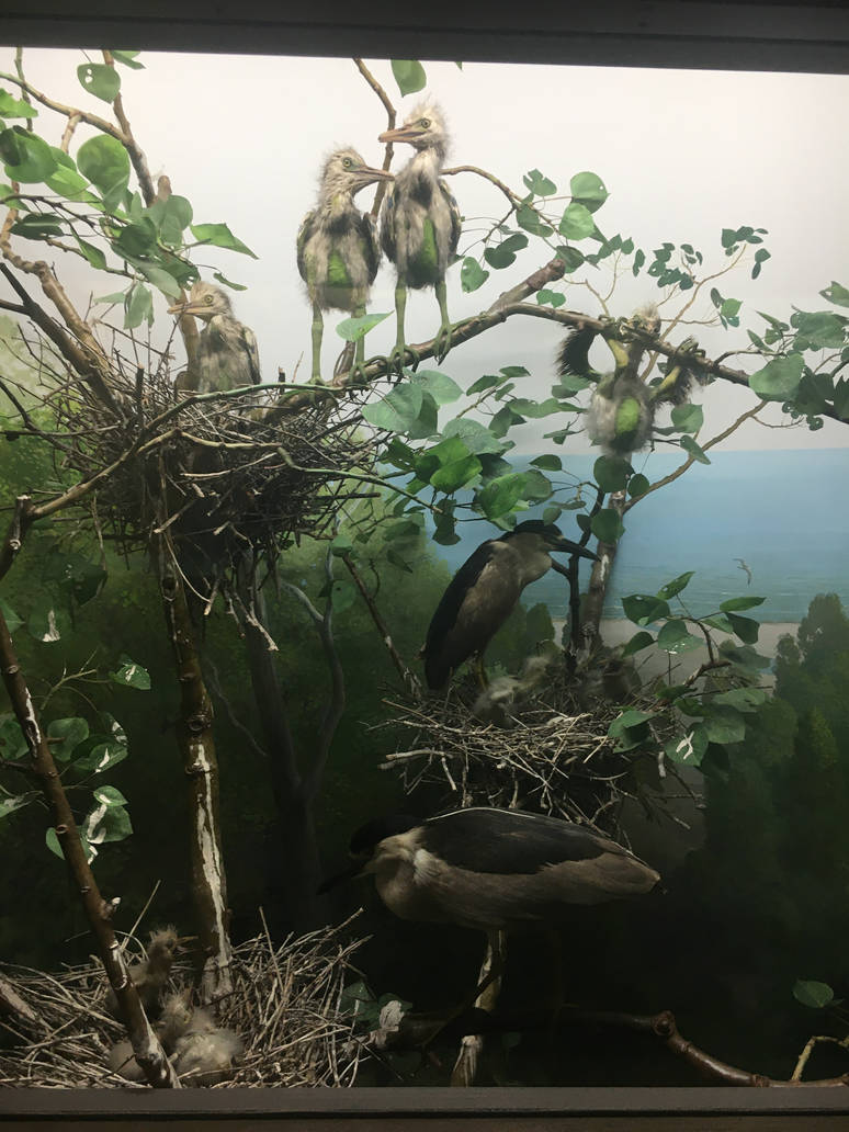 Milwaukee Public Museum - Wisconsin Woodlands - Boat-Billed Heron Diorama