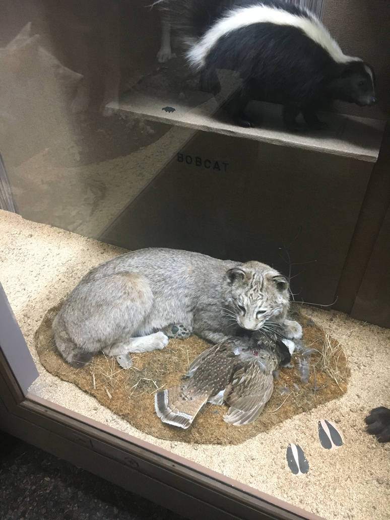 Milwaukee Public Museum - Wisconsin Woodlands - Bobcat