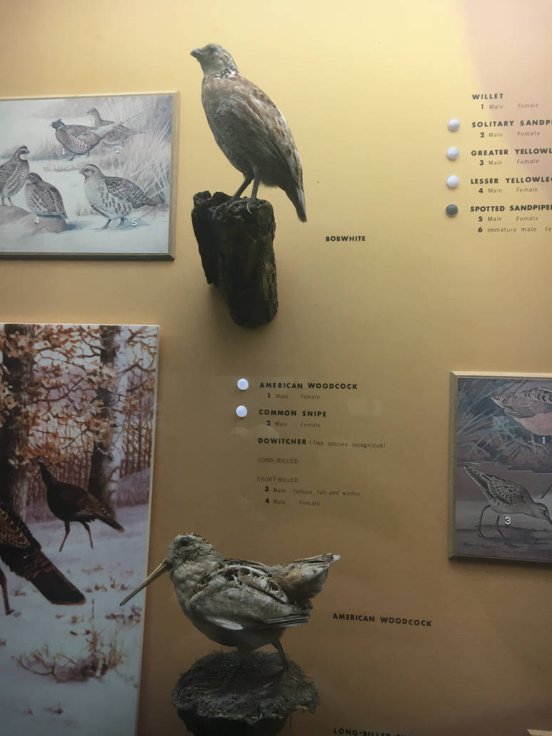 Milwaukee Public Museum - Wisconsin Woodlands - Bobwhite and American Woodcock