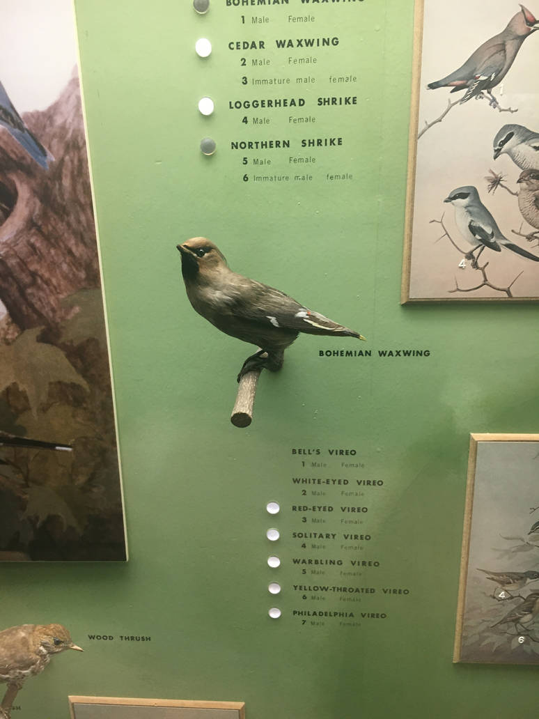 Milwaukee Public Museum - Wisconsin Woodlands - Bohemian Waxwing