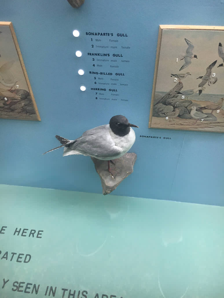 Milwaukee Public Museum - Wisconsin Woodlands - Bonaparte's Gull