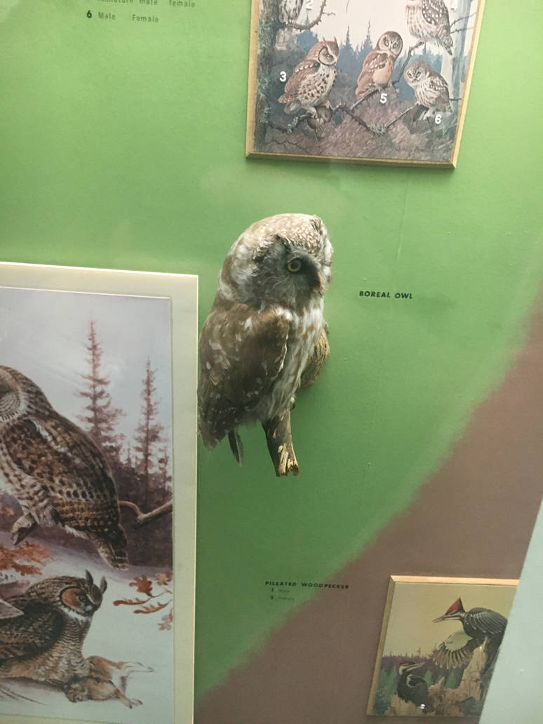 Milwaukee Public Museum - Wisconsin Woodlands - Boreal Owl