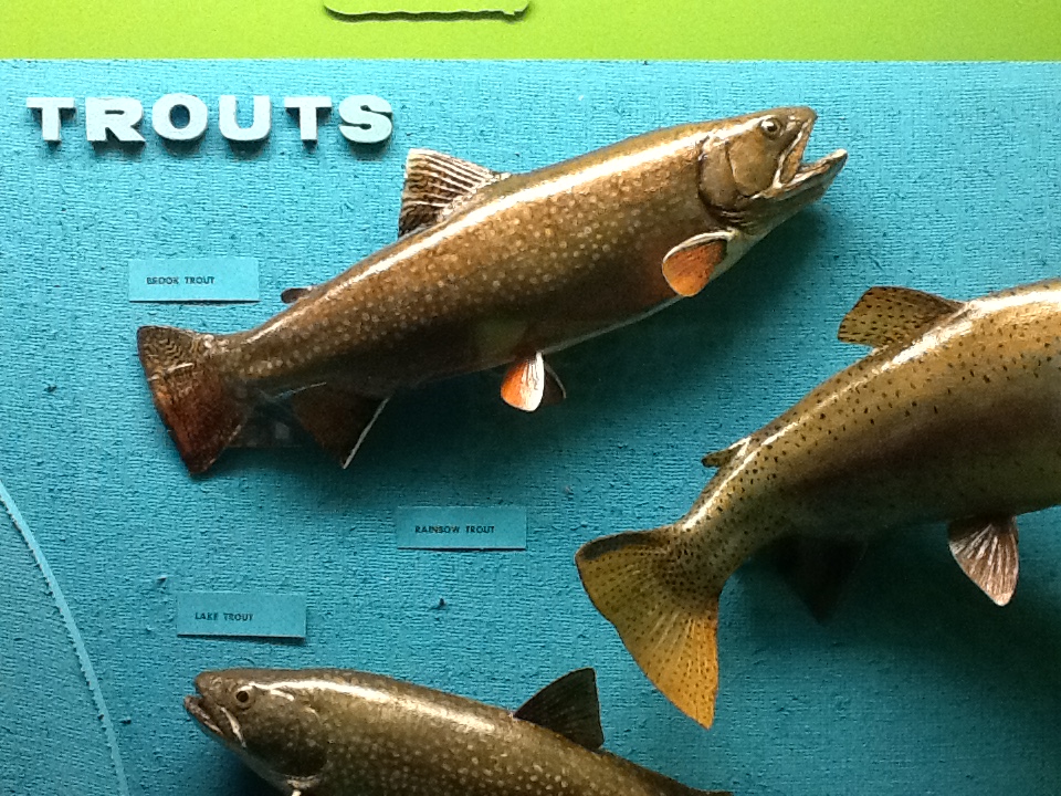 Milwaukee Public Museum - Wisconsin Woodlands - Brook Trout