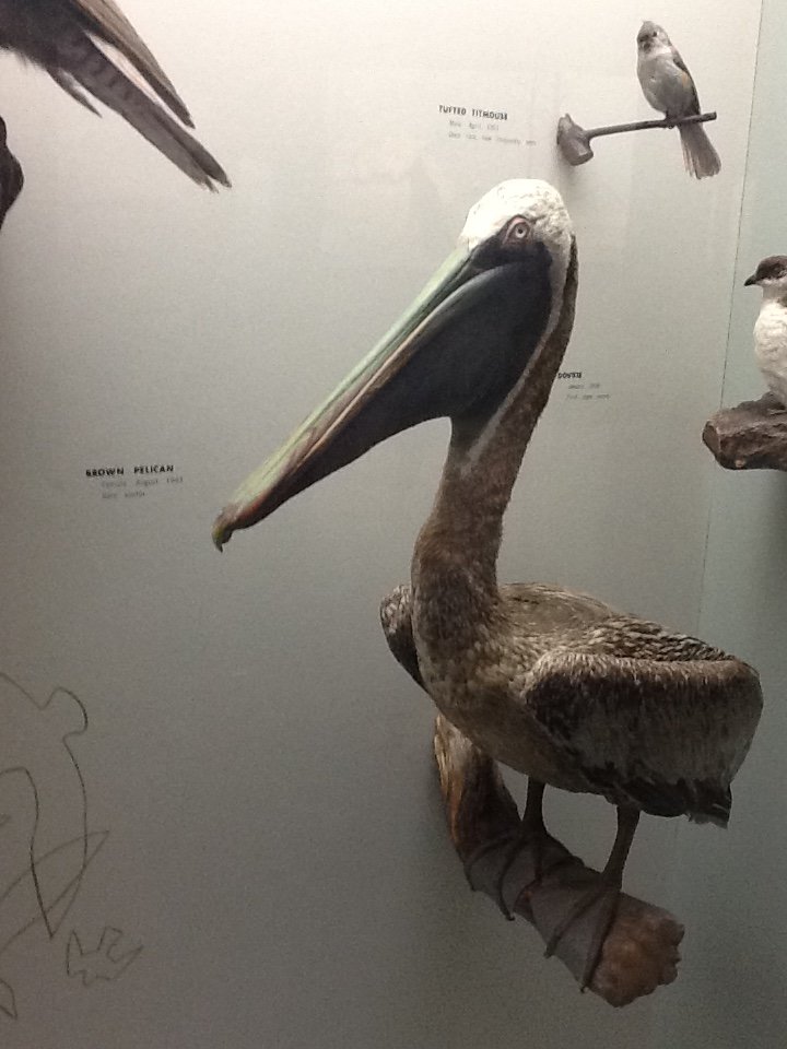 Milwaukee Public Museum - Wisconsin Woodlands - Brown Pelican
