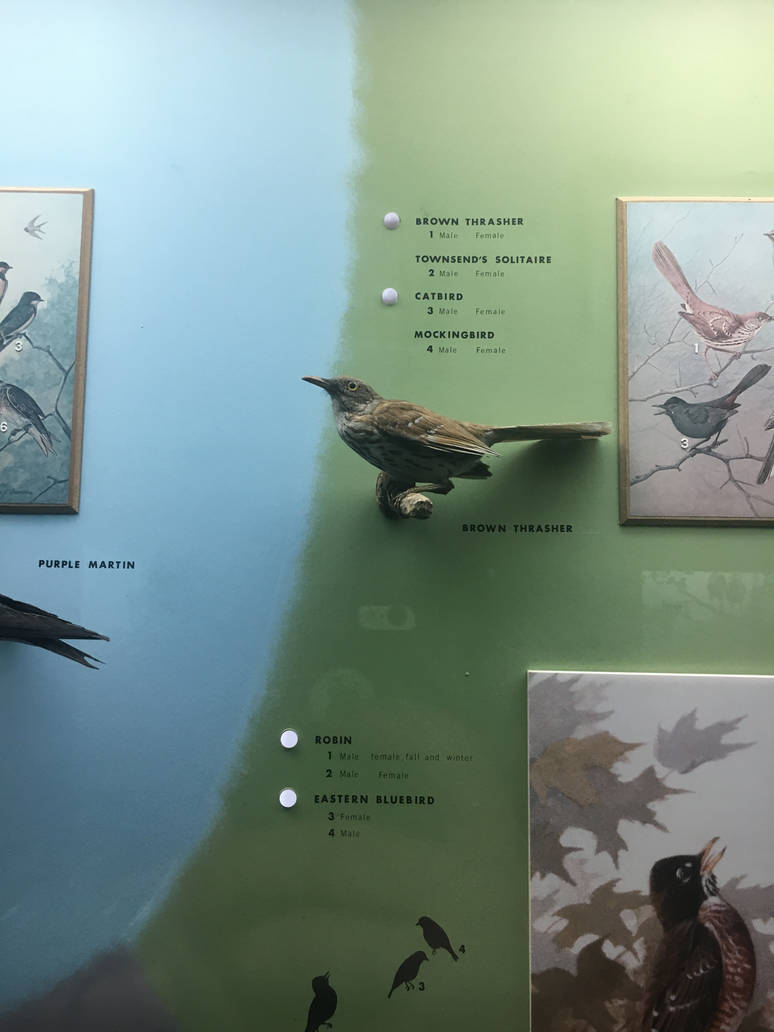Milwaukee Public Museum - Wisconsin Woodlands - Brown Thrasher