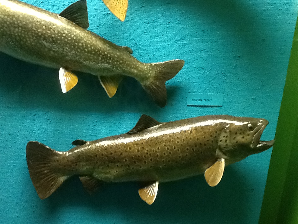 Milwaukee Public Museum - Wisconsin Woodlands - Brown Trout