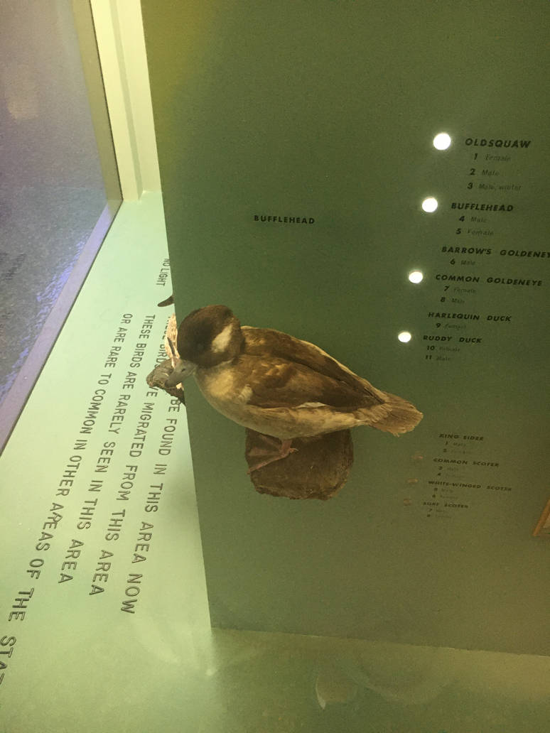 Milwaukee Public Museum - Wisconsin Woodlands - Bufflehead