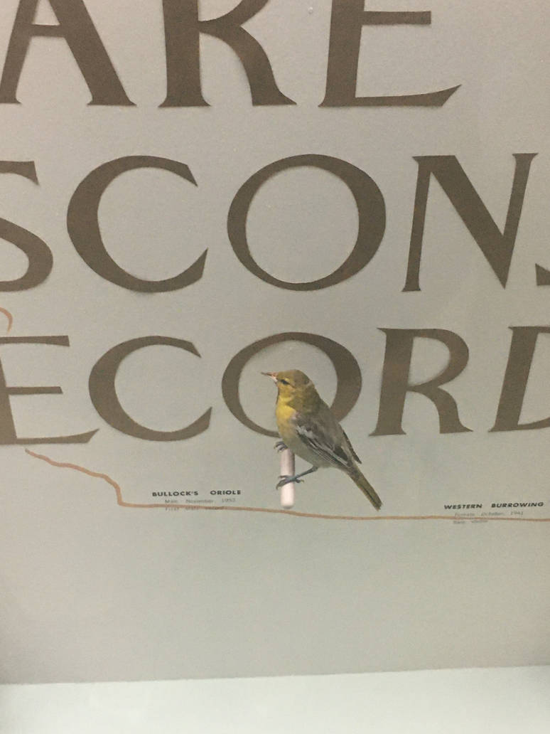 Milwaukee Public Museum - Wisconsin Woodlands - Bullock's Oriole