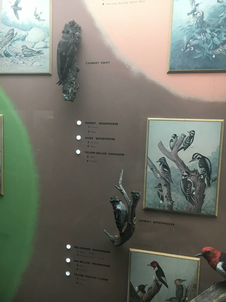 Milwaukee Public Museum - Wisconsin Woodlands - Chimney Swift and Downy Woodpecker