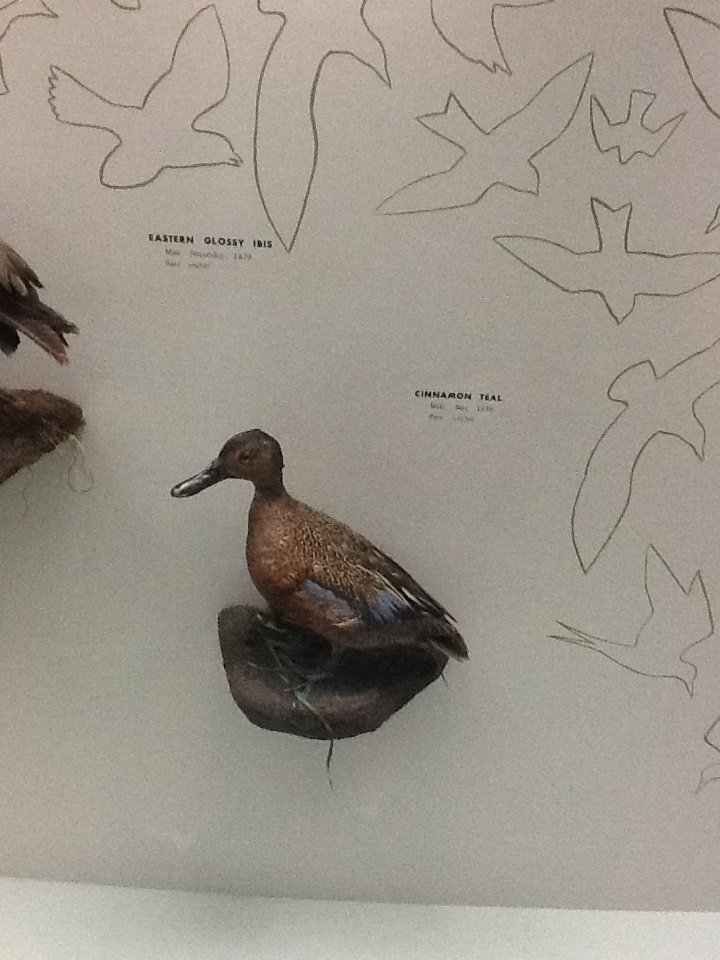 Milwaukee Public Museum - Wisconsin Woodlands - Cinnamon Teal