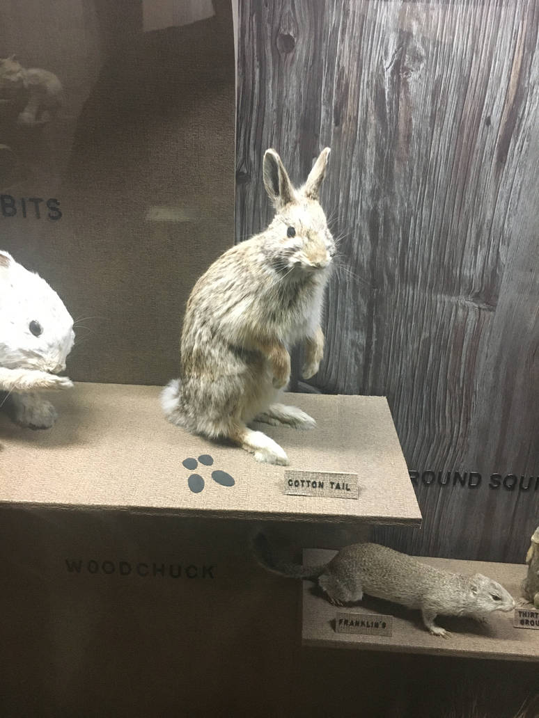 Milwaukee Public Museum - Wisconsin Woodlands - Cottontail