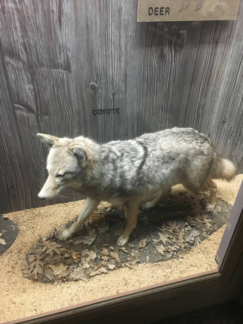 Milwaukee Public Museum - Wisconsin Woodlands - Coyote