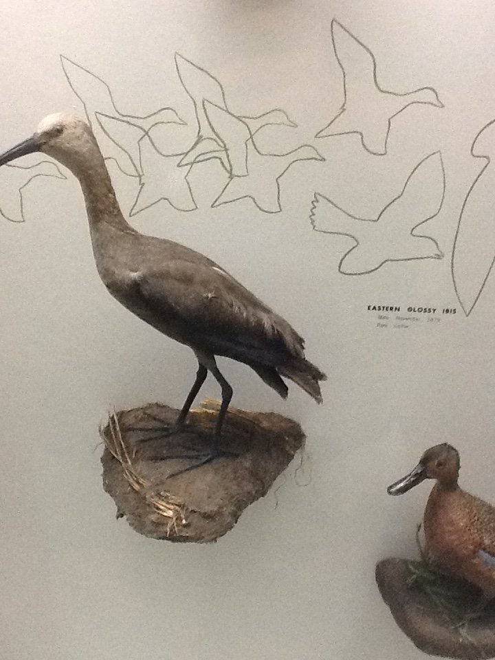 Milwaukee Public Museum - Wisconsin Woodlands - Eastern Glossy Ibis