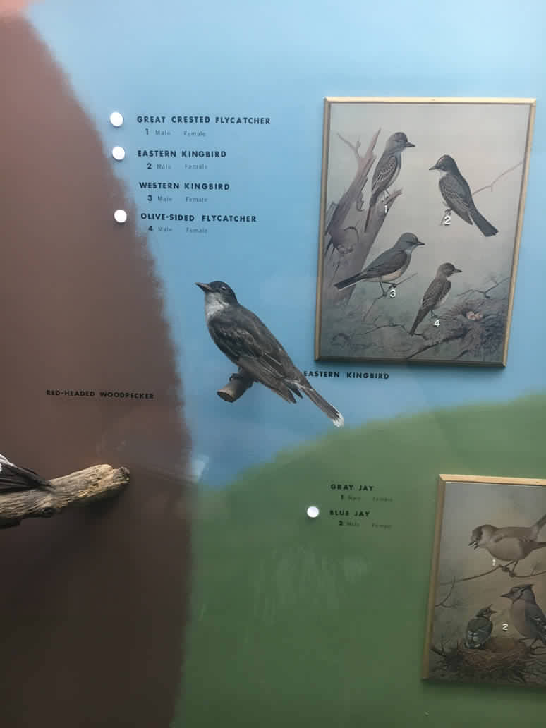 Milwaukee Public Museum - Wisconsin Woodlands - Eastern Kingbird