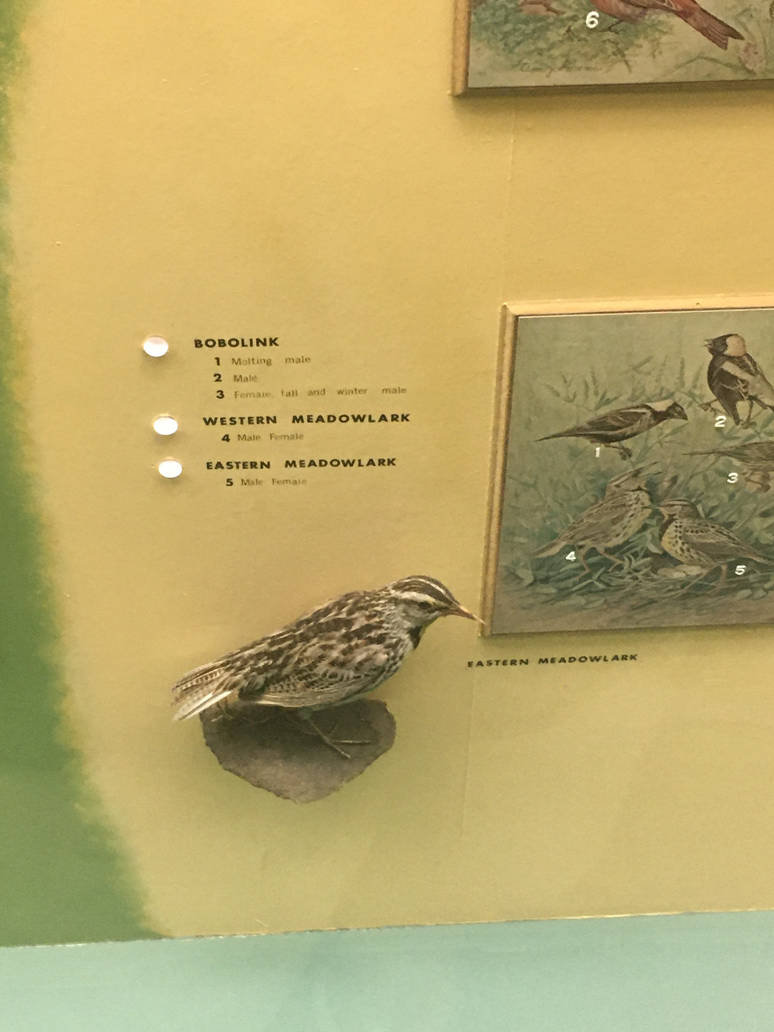 Milwaukee Public Museum - Wisconsin Woodlands - Eastern Meadowlark