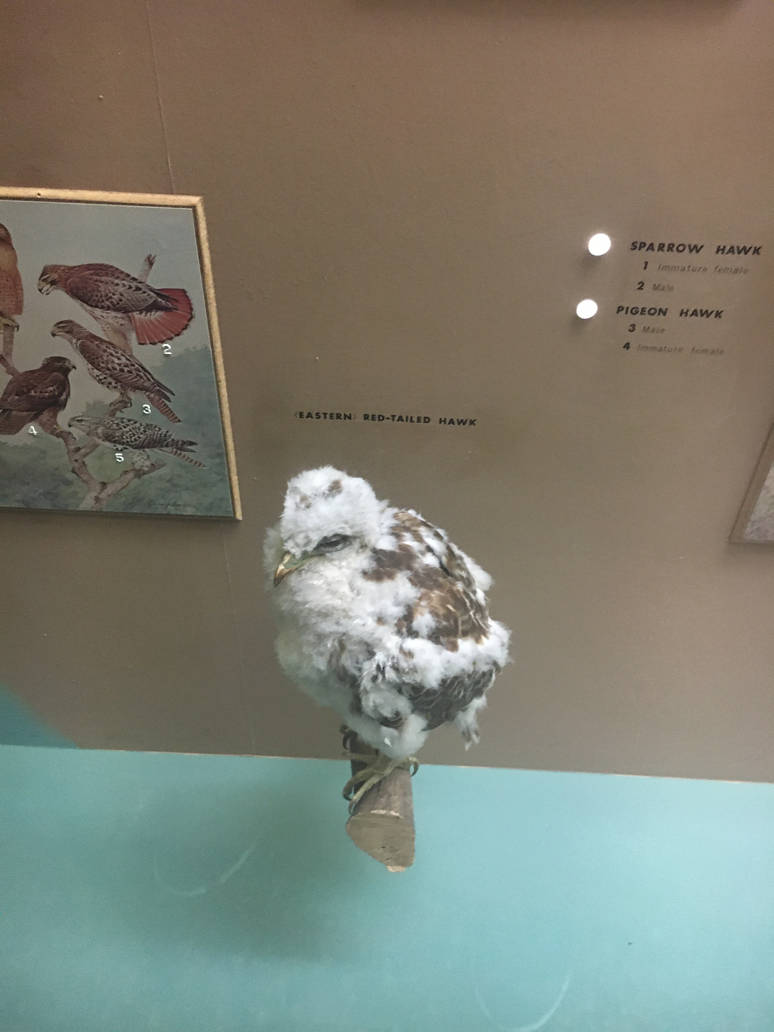 Milwaukee Public Museum - Wisconsin Woodlands - Eastern Red-Tailed Hawk