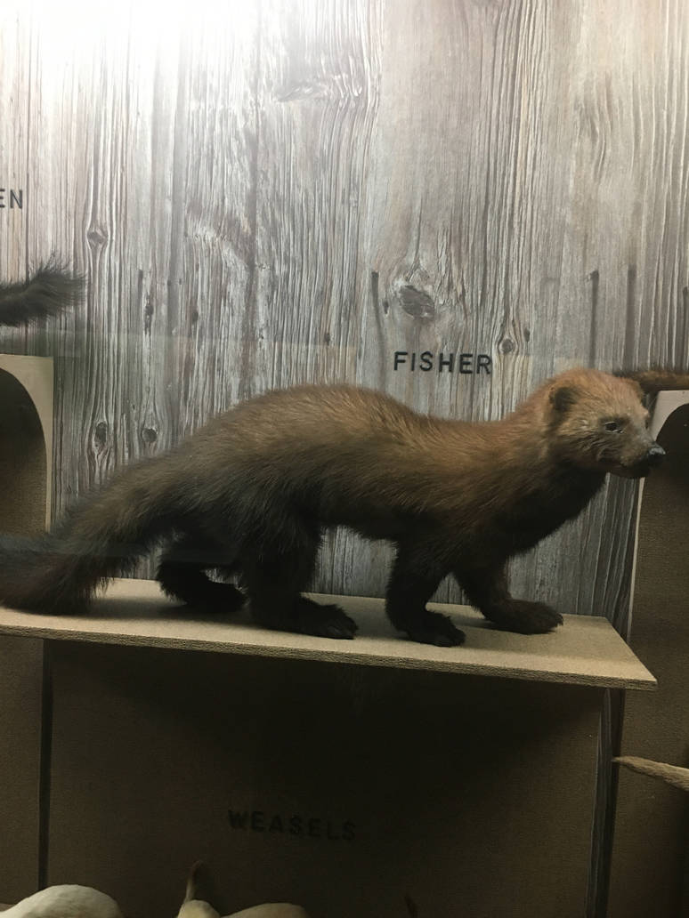 Milwaukee Public Museum - Wisconsin Woodlands - Fisher