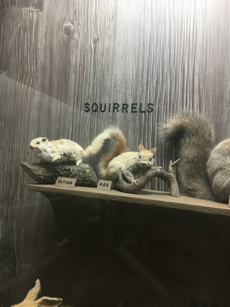 Milwaukee Public Museum - Wisconsin Woodlands - Flying Squirrel and Red Squirrel