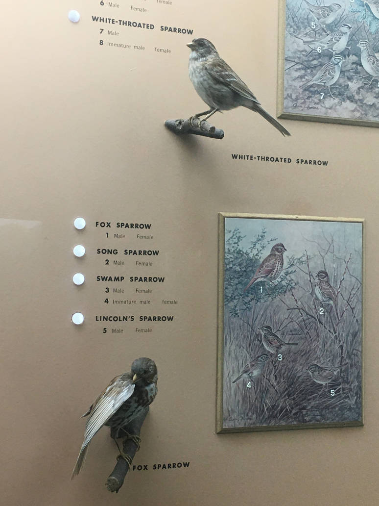 Milwaukee Public Museum - Wisconsin Woodlands - Fox Sparrow and White-Throated Sparrow