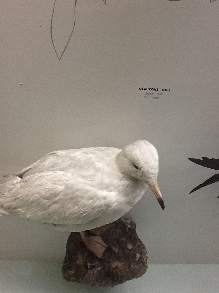 Milwaukee Public Museum - Wisconsin Woodlands - Glaucous Gull