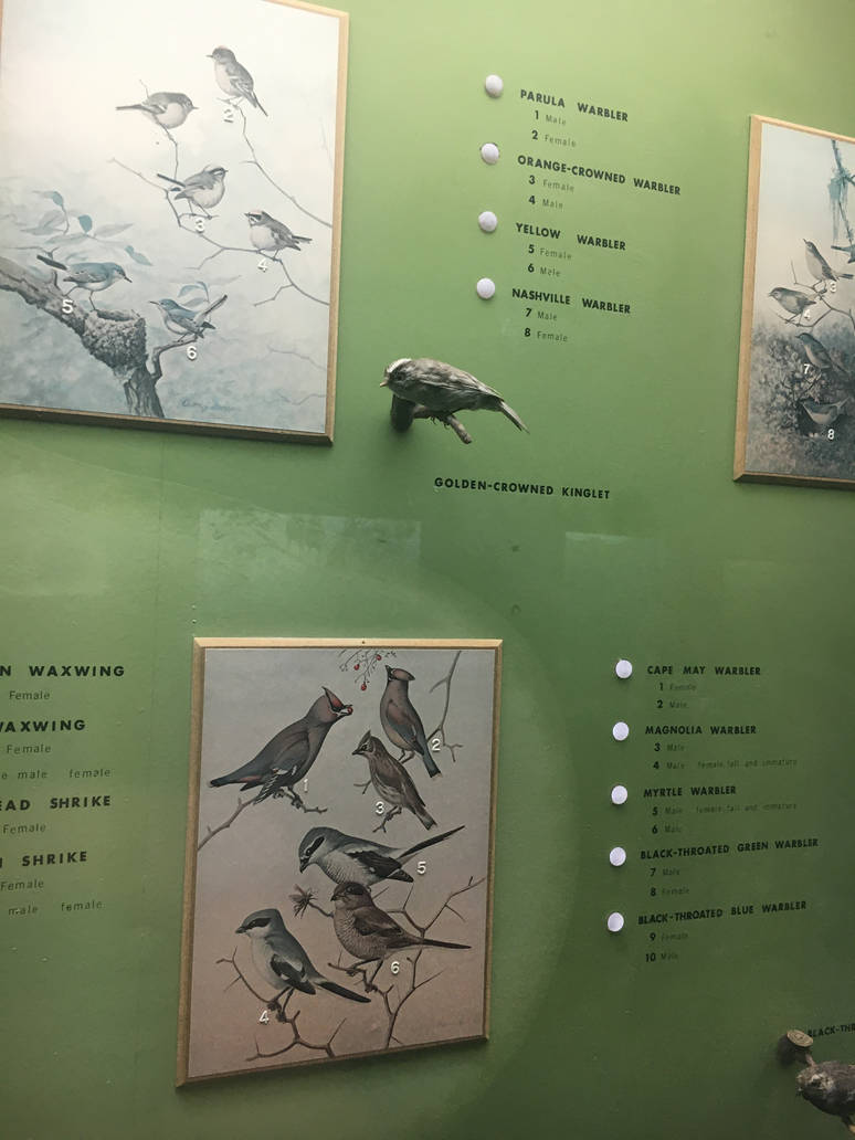 Milwaukee Public Museum - Wisconsin Woodlands - Golden-Crowned Kinglet