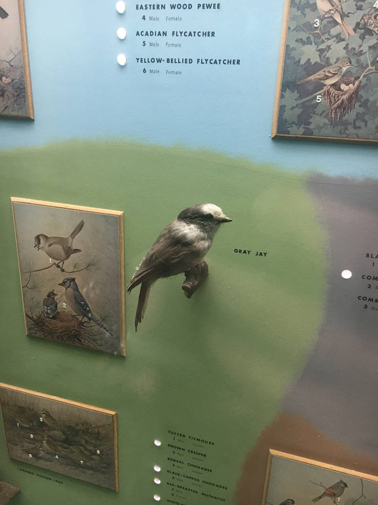 Milwaukee Public Museum - Wisconsin Woodlands - Gray Jay